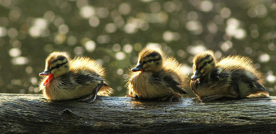 Duck Photograph - Brothers by Mircea Costina Photography