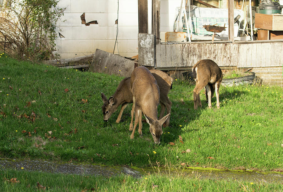 Browsing Deer in a Front Yard Photograph by Tom Cochran