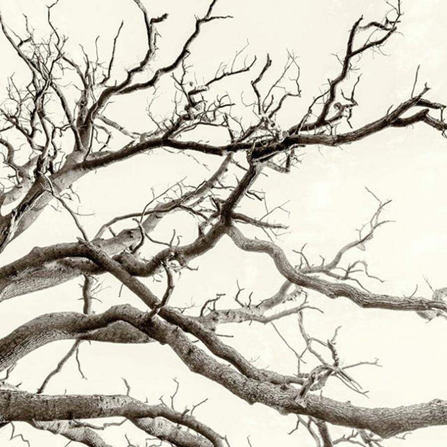 Moment Photograph - Brown Aged Tree With Naked Branches by John Williams