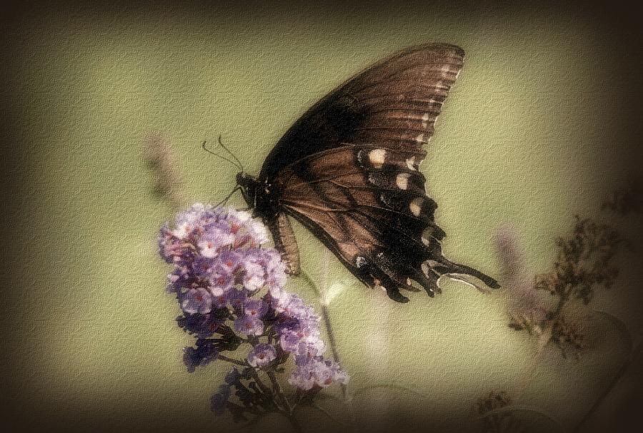 Butterfly Photograph - Brown and Beautiful by Sandy Keeton