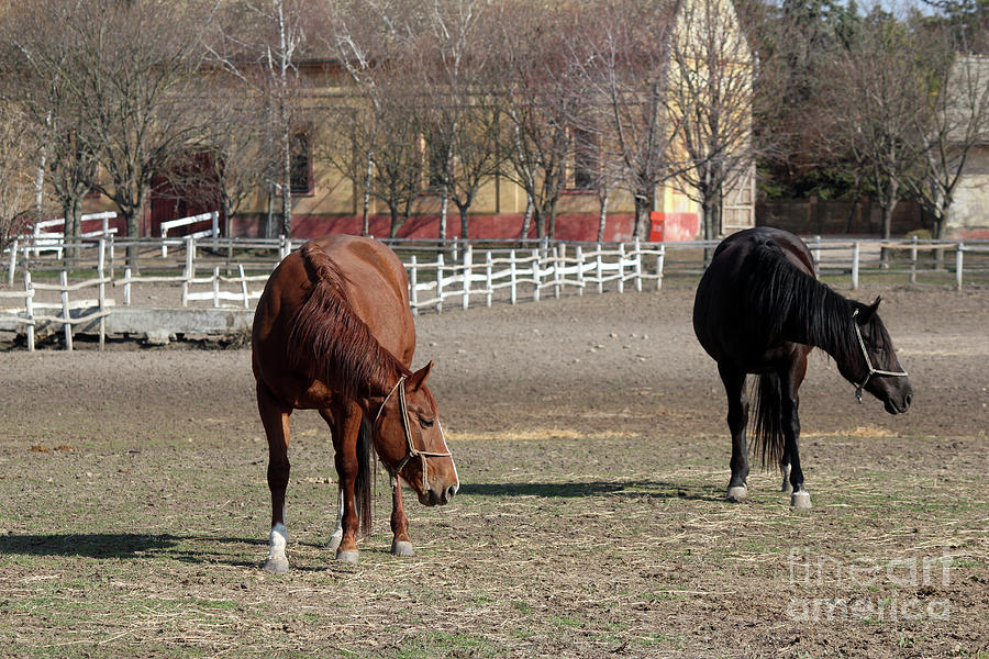 Brown And Black Horse Ranch Scene Photograph by Goce Risteski - Fine ...