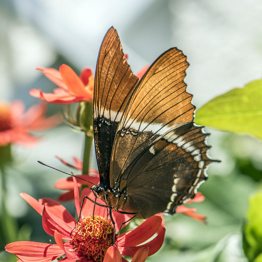 Brown and orange butterfly on red flower Photograph by William Bitman