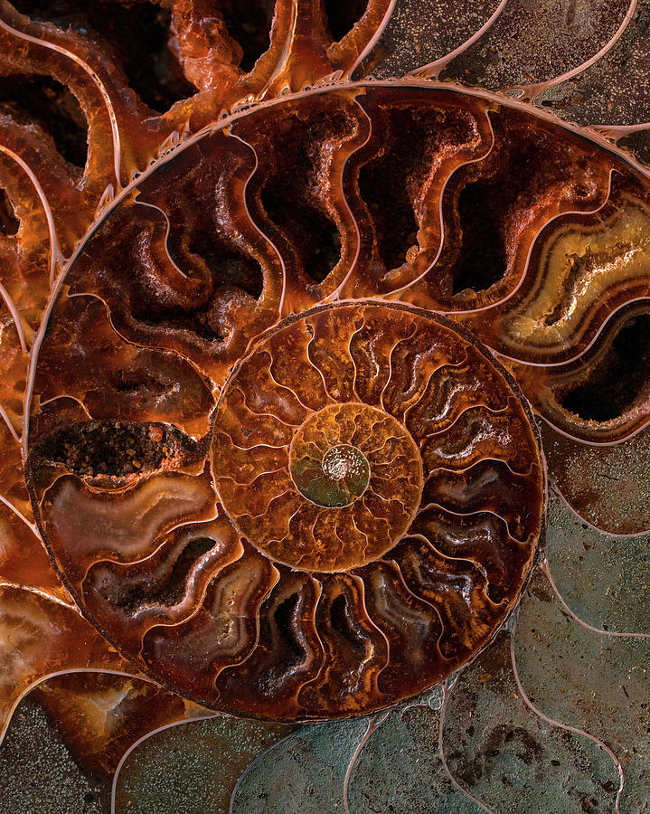 Brown and orange fossil Photograph by Jaroslaw Blaminsky