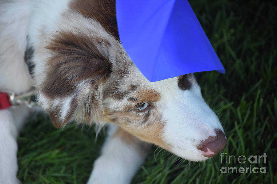 Brown And White Australian Shepherd Puppy Peaking Under A Blue N Photograph By Dejavu Designs