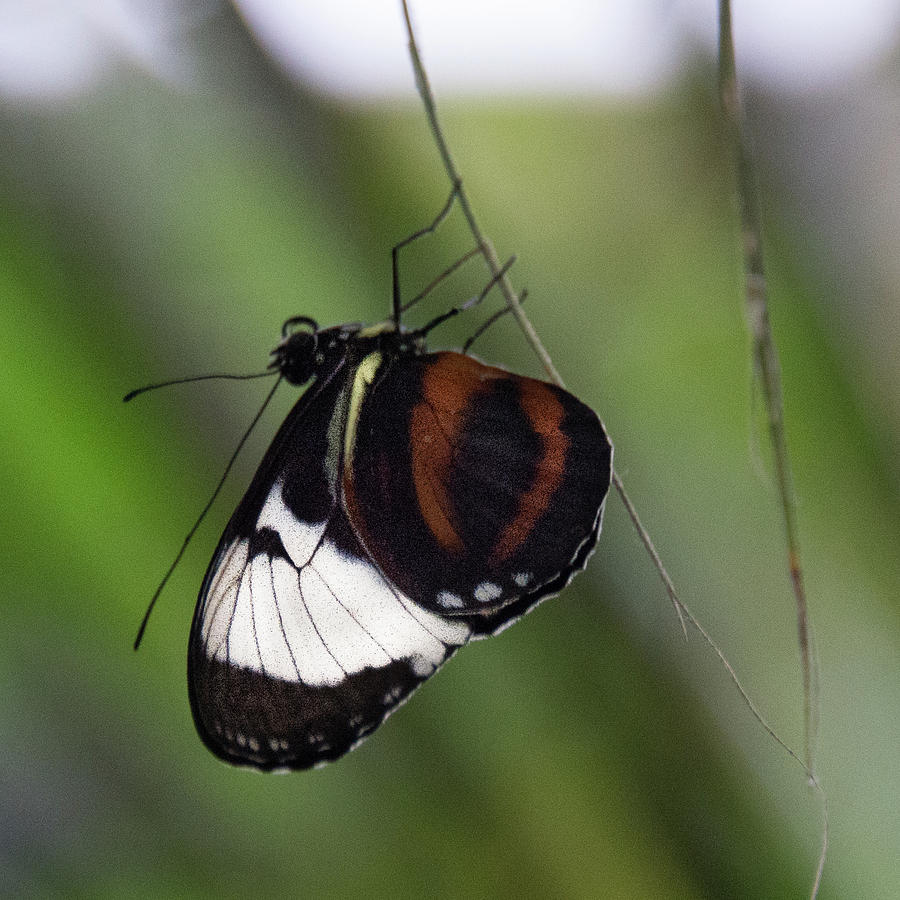 brown and white butterfly by Michael Bessler brown and white butterfly by Michael Bessler