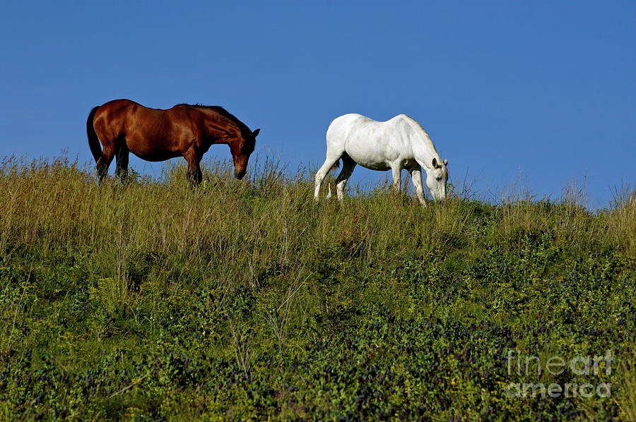 Animal Photograph - Brown and white horse grazing together in a grassy field by Sami Sarkis
