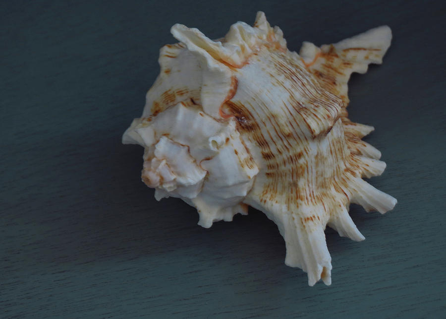 Brown and White Seashell Photograph by Samantha Wagner