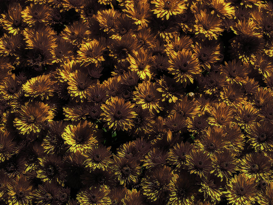 Brown and Yellow Mums Photograph by Scott Hovind