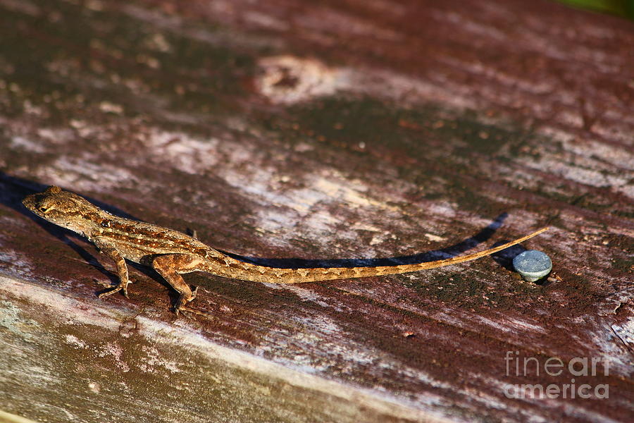 Brown Anole Photograph by Christiane Schulze Art And Photography
