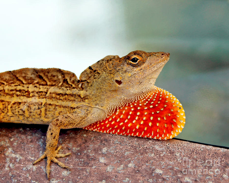 Brown Anole Lizard Portrait1 Photograph by Sabrina Wheeler