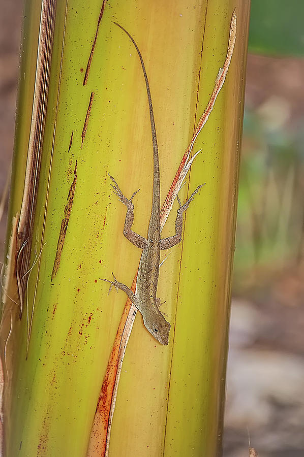 Animal Photograph - Brown Anole by Richard Leighton
