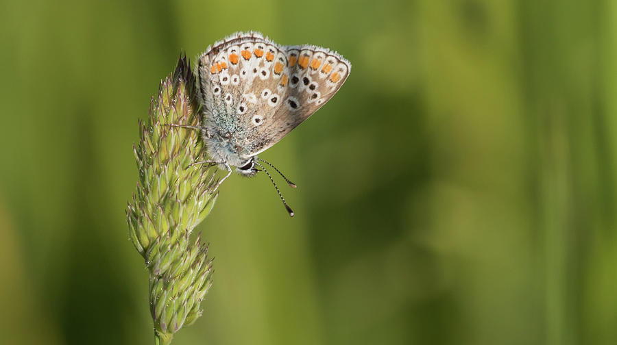 Brown Argus Photograph by Wendy Cooper
