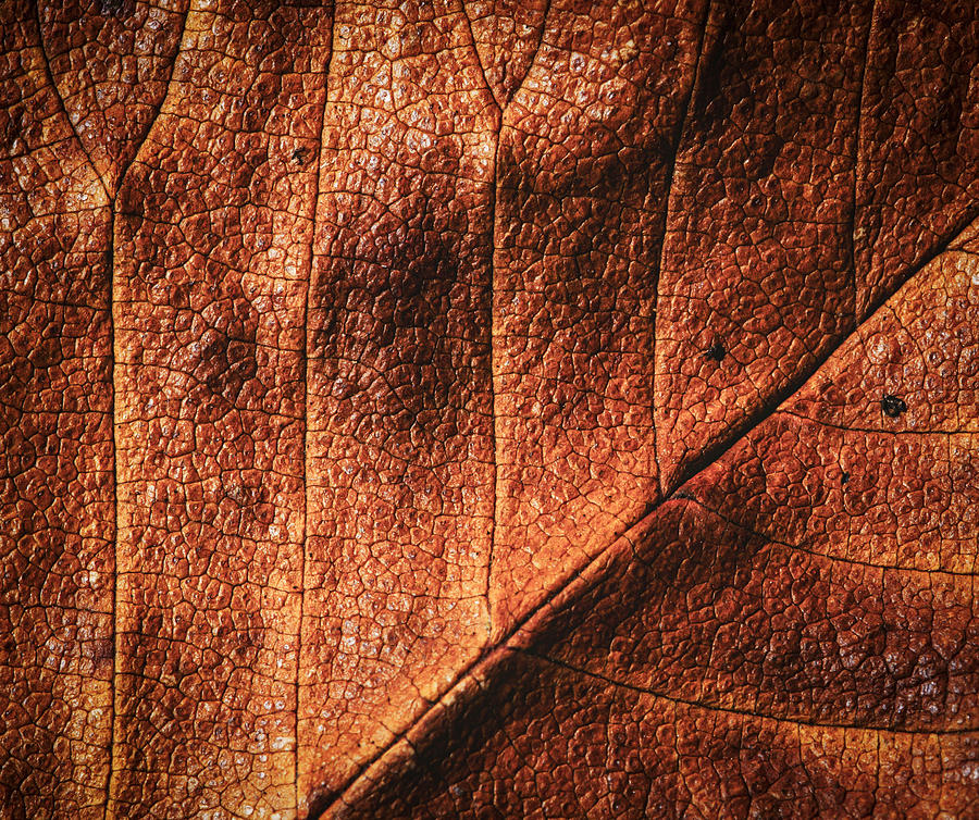 Brown Autumn Leaves Photograph by Jozef Jankola - Fine Art America