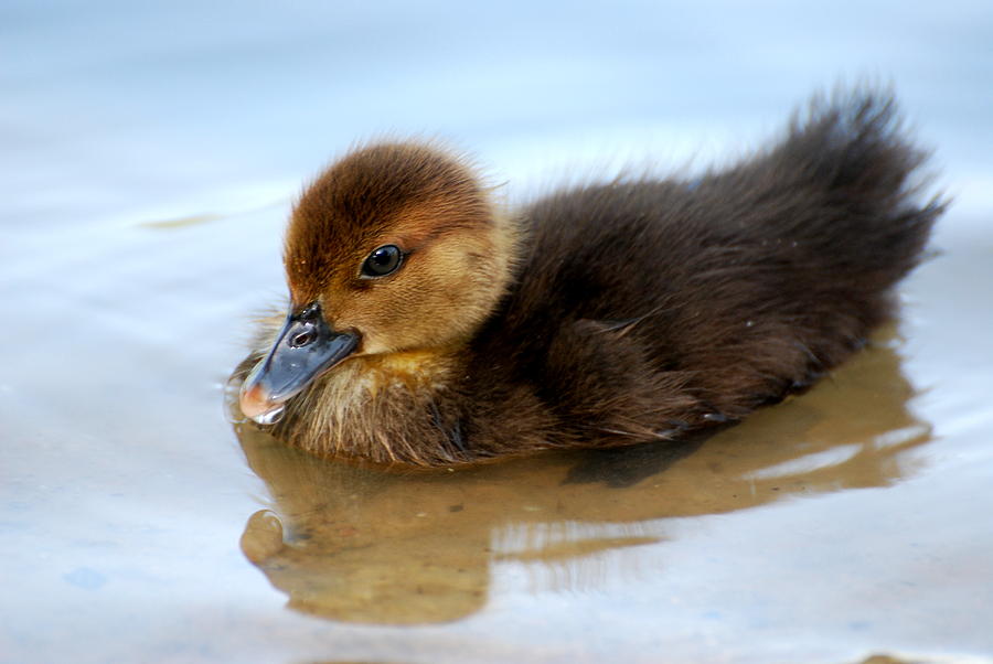 Brown Baby Duckling Photograph by Teresa Blanton