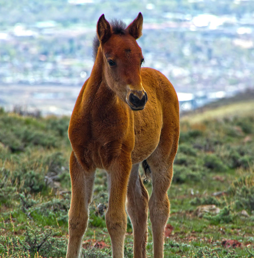 Brown Baby Mustang Foal Photograph by Waterdancer