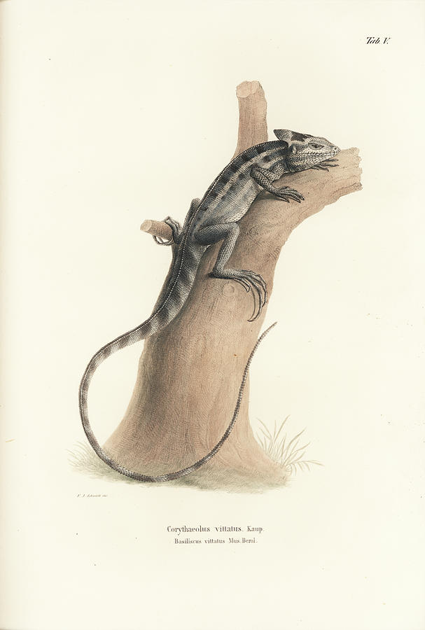 Brown Basilisk, Basiliscus vittatus Drawing by Friedrich August Schmidt