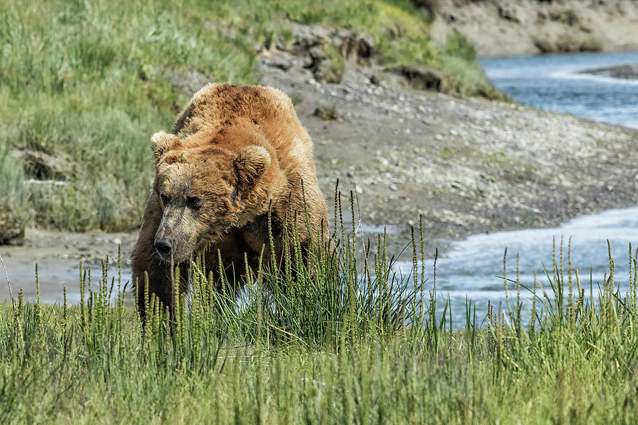 Brown Bear After His Dip Photograph by Belinda Greb