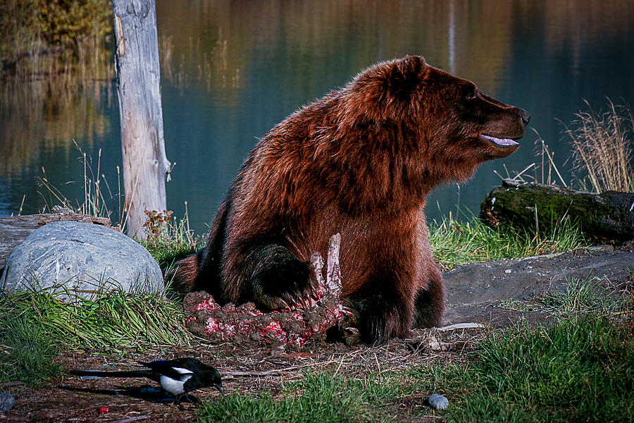 Brown Bear and Magpie Photograph by Benjamin Dahl