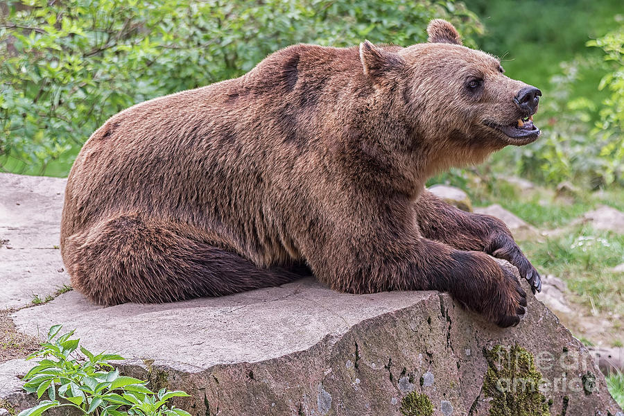 Brown Bear Photograph by Antony McAulay