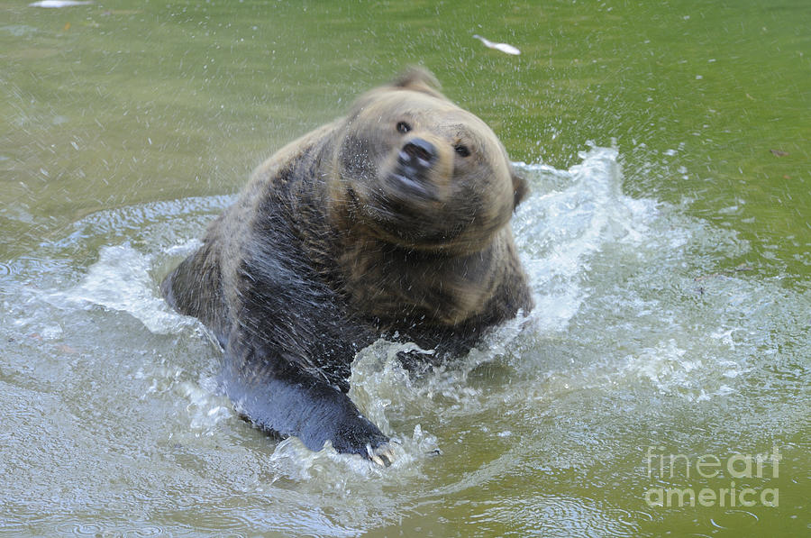 Brown Bear Bathing Hand Towel by David & Micha Sheldon - Pixels