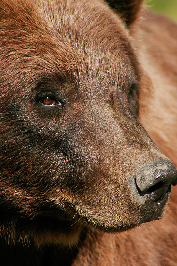 Brown Bear Photograph by Benjamin Dahl