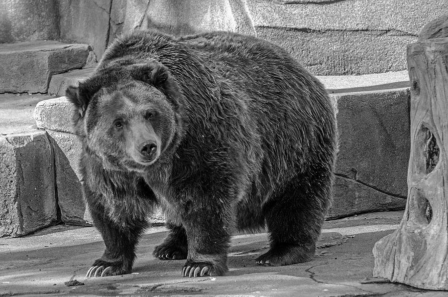 Brown Bear - Black and White Photograph by Susan McMenamin