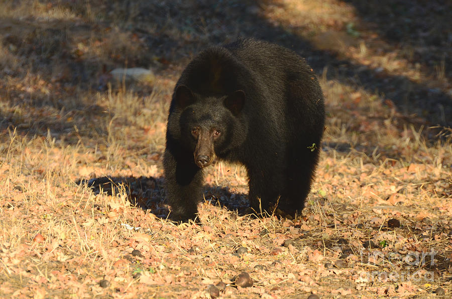 Black Bear Black Bear What Do You See Photograph by Debby Pueschel