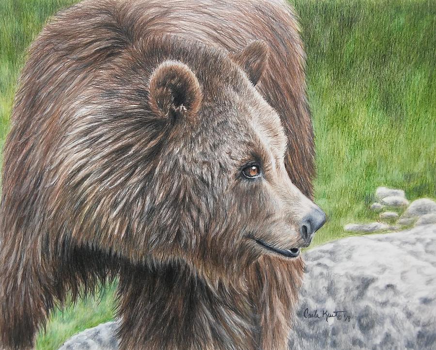 Brown Bear Drawing by Carla Kurt