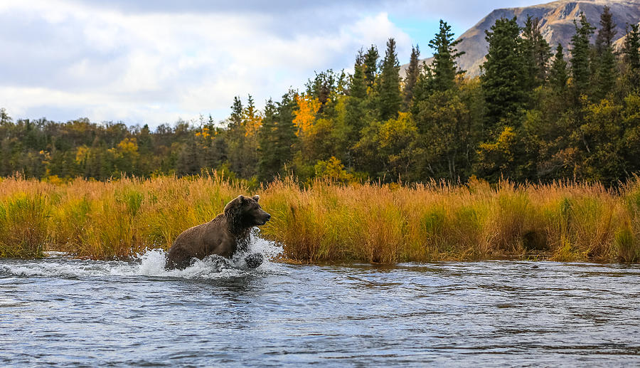 Brown Bear Chasing Fish Photograph by Sam Amato