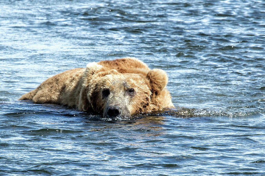Brown Bear Cooling Off Photograph by Belinda Greb