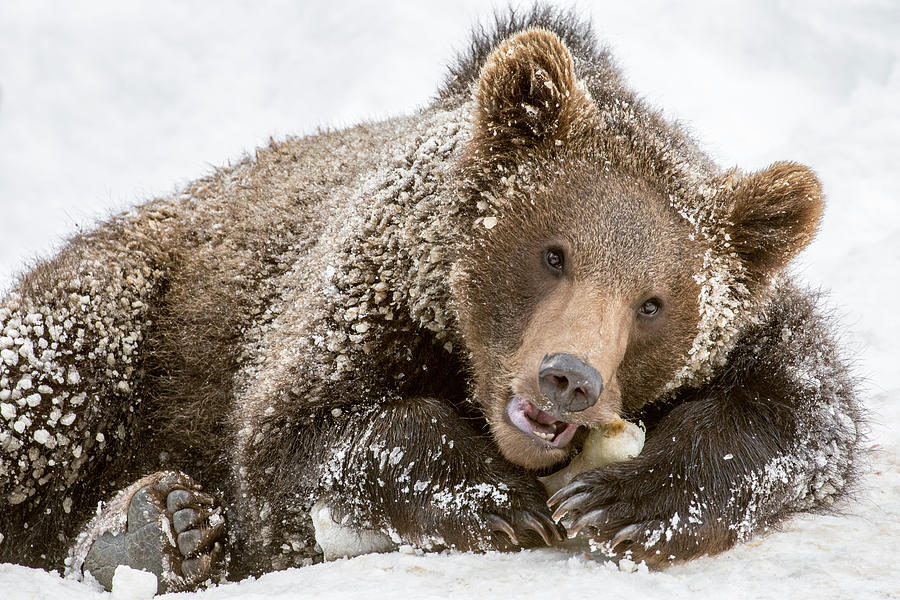 Brown Bear Photograph - Brown Bear Cub Chewing Bone by Arterra Picture Library