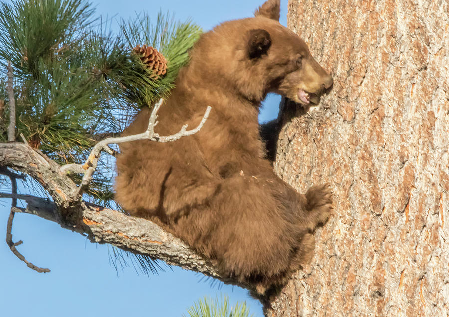 Brown Bear Cub Chewing on a Pine Tree Photograph by Marc Crumpler
