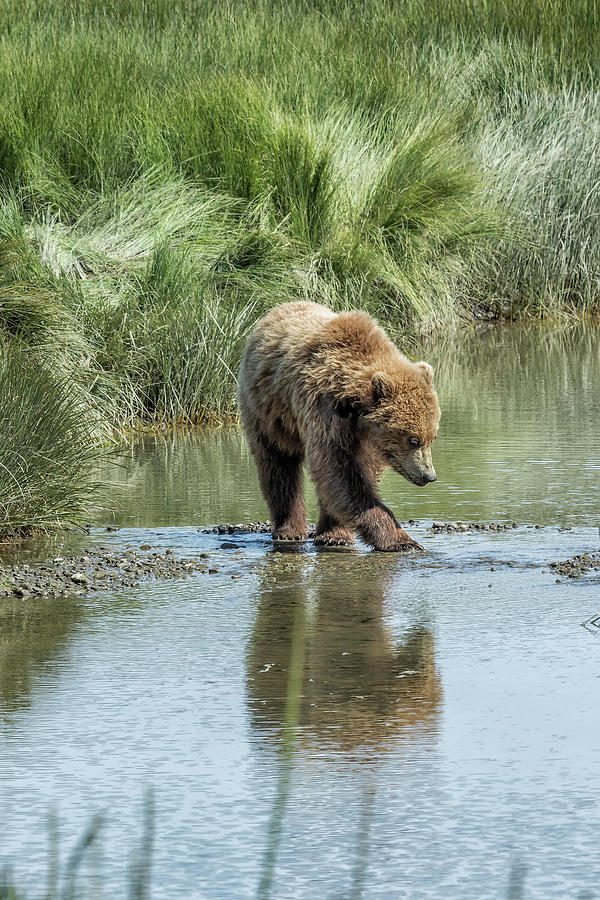 Brown Bear Cub Crossing a Stream Photograph by Belinda Greb