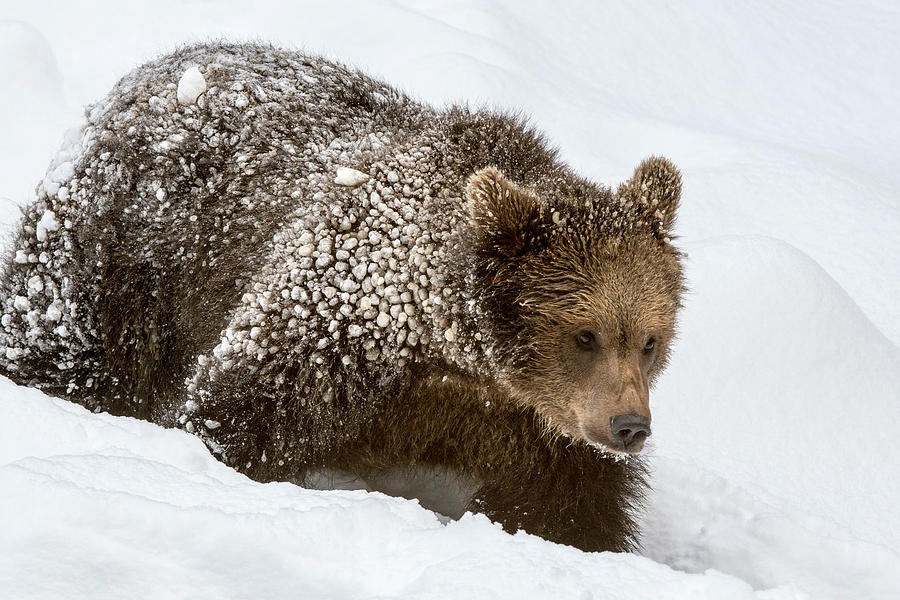 Brown Bear Cub in the Snow Photograph by Arterra Picture Library