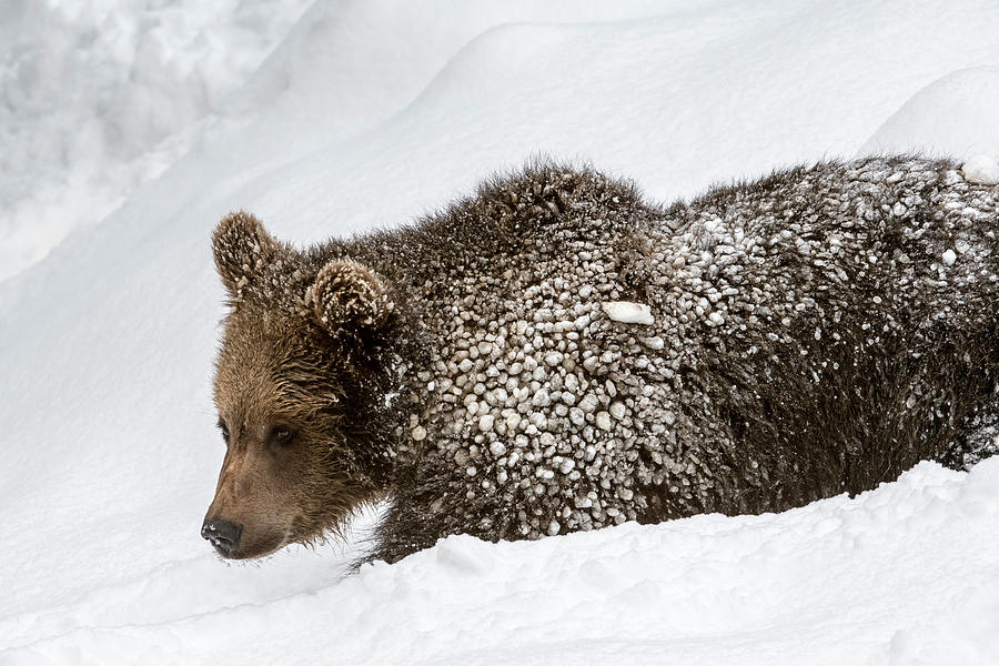 Brown Bear Cub in Winter Photograph by Arterra Picture Library