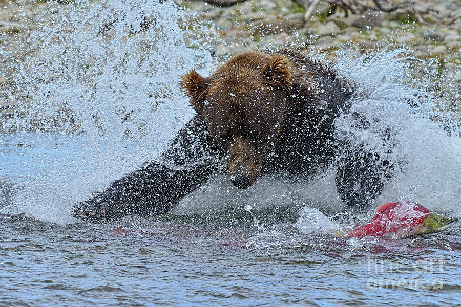 Brown bear diving in water trying to catch salmon Photograph by Dan Friend