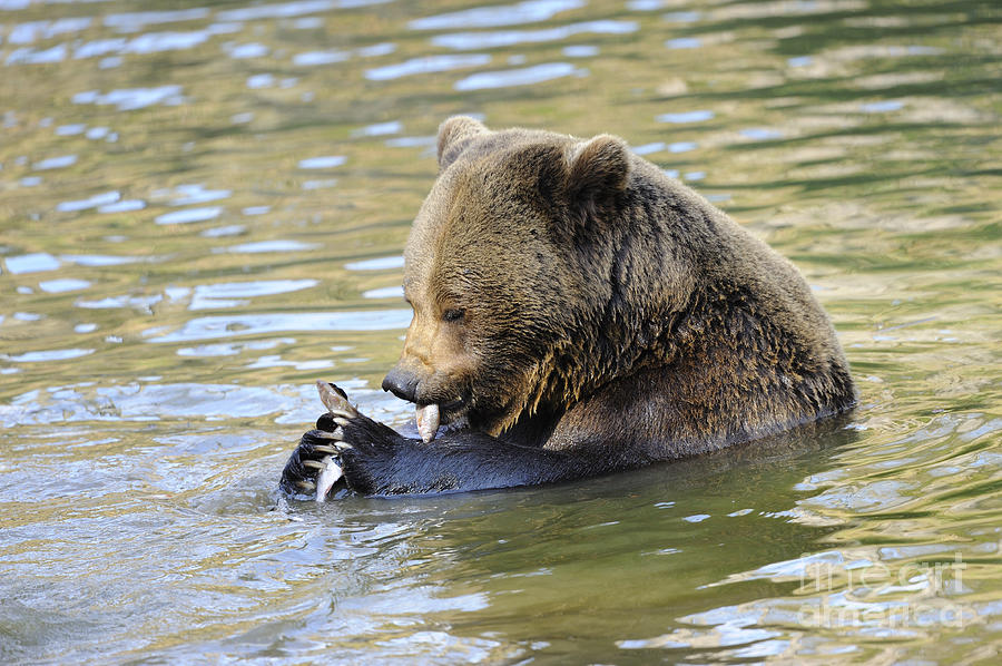 Brown Bear Eating Fish Photograph by David & Micha Sheldon