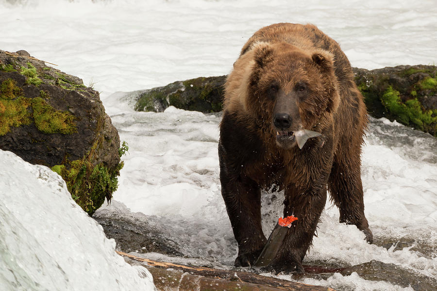 Brown bear eating salmon tail beside rocks Photograph by Ndp - Fine Art ...