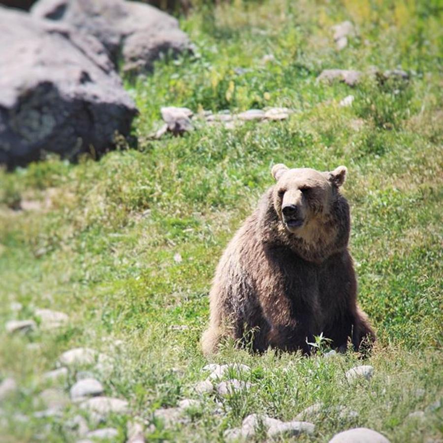 Brown Bear Enclosure In Bozeman, Montana Photograph by Chloe Pink