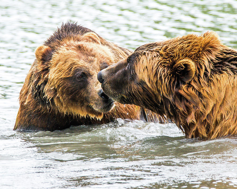 Brown Bear Friends Photograph by William Krumpelman - Fine Art America