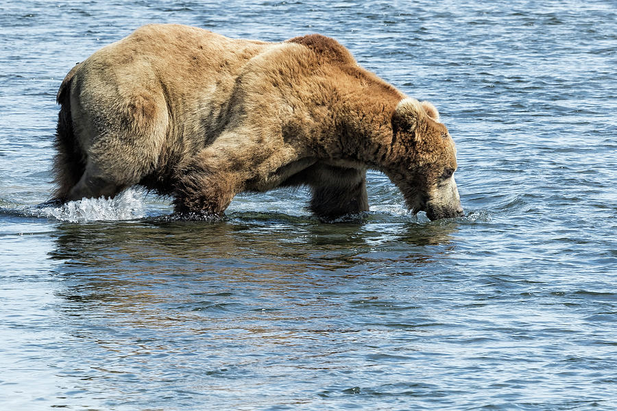 Brown Bear Going for a Dip Photograph by Belinda Greb