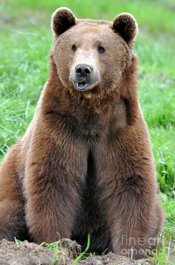 Brown Bear I I Photograph by Laura Mountainspring