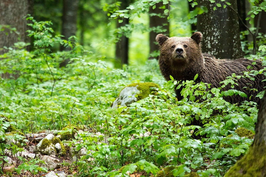 Brown Bear in Slovenia Photograph by Ian Middleton