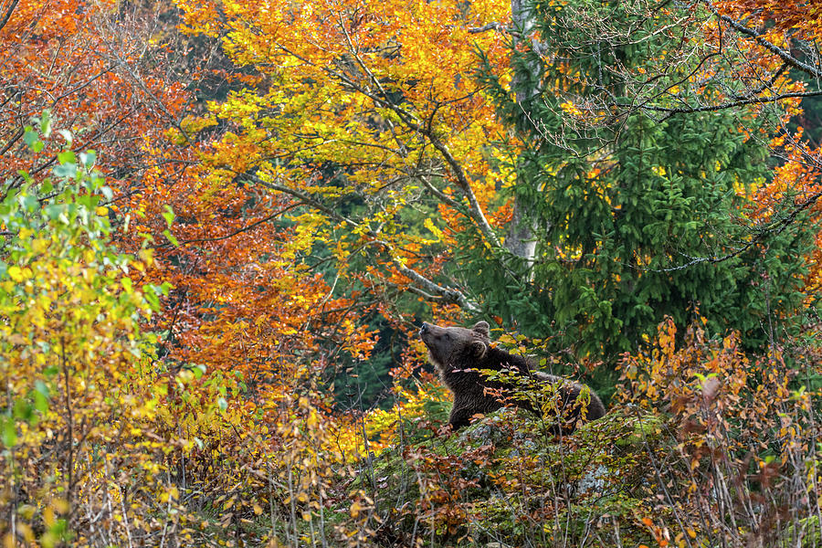 Brown Bear in the Fall Photograph by Arterra Picture Library