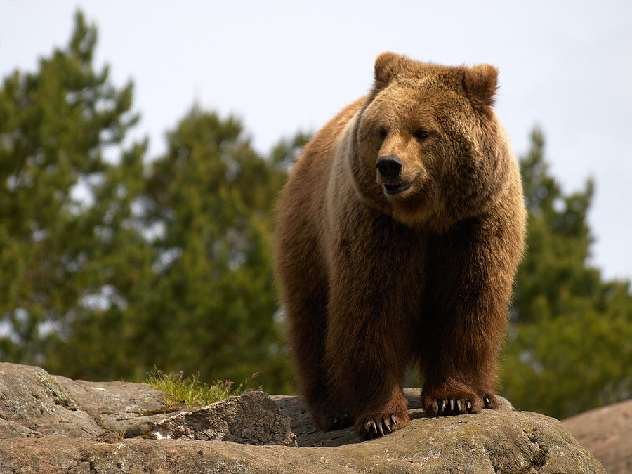 Brown bear Photograph by Jouko Lehto