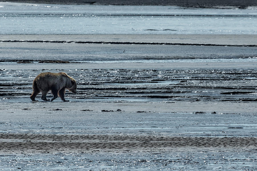 Brown Bear Looking For Clams Photograph by Belinda Greb