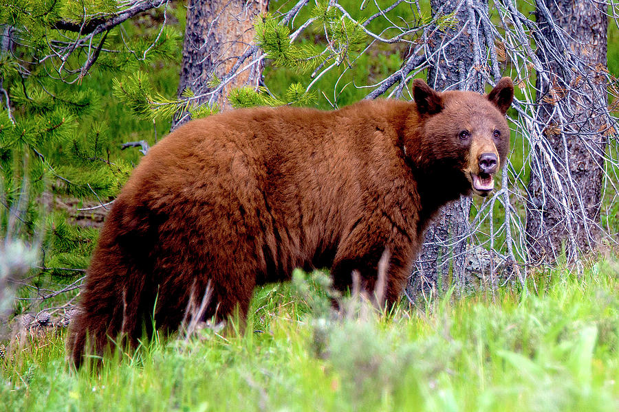 Brown Bear Photograph by Norman Hall - Fine Art America