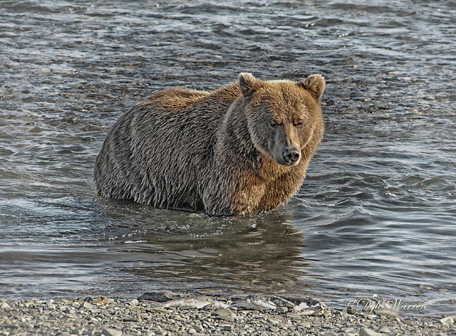 Brown Bear of Hallo Bay Photograph by Dyle   Warren