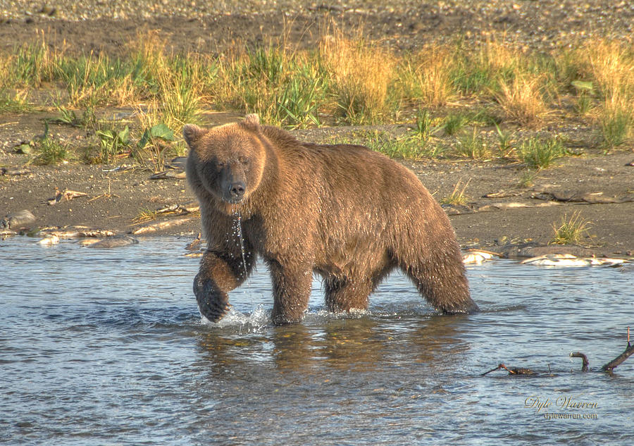 Brown Bear of Katmai Photograph by Dyle   Warren