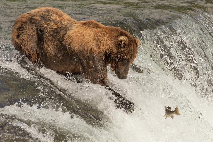 Brown bear on waterfall stares at salmon Photograph by Ndp - Fine Art ...